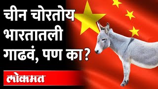 भारताची गाढवं चोरली, चीनला भारताची गाढवं का आवडतात? | China Stole Donkey from India