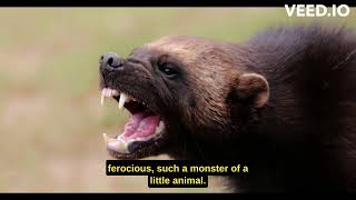 FEROCIOUS Wolverines Are BUILT DIFFERENT! 😮