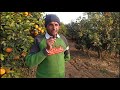 कीनू की खेती कसे करे how to do kinnu farming kinnu ki kheti kase kare eran tha money kinnu