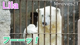 Polar Bears are nervous フーッ！強気のリラ ピリピリするキャンディ