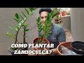 COMO PLANTAR  ZAMIOCULCA | DICAS DE CUIDADOS PARA CULTIVAR ESSA PLANTA.