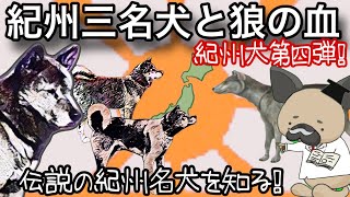 紀州犬オオカミ説〜伝説の紀州三名犬と狼の血〜紀州犬4