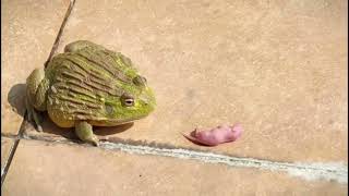 非洲牛蛙吃掉眼前的活食物 African bullfrog eats live food in front of it