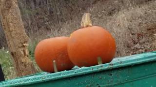 Pumpkins VS .45 ACP and .223