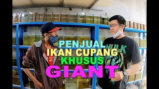 PENJUAL IKAN CUPANG KHUSUS GIANT - @willy_giantbettashow