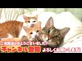 突然ニックがブチギレ！！喧嘩中に他猫が仲裁に入るも…