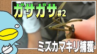 【ガサガサ#2】水生昆虫「ミズカマキリ」ＧＥＴ！！