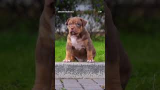 जब इसे घर लाया था 💥🔥💥#pitbull #doglovers 🔥💥😈 #trending #popular #dog #facts #shortvideo #punjab