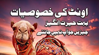 oont ki khususiyat || some amazing facts of camel || Quran my Oont ka Bayan