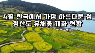 4월 여행지 추천,청산도 슬로걷기 축제 유채꽃 실시간 개화 현황(4월 5일 방문)