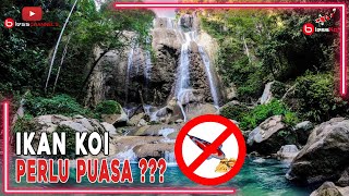 IKAN KOI PERLU PUASA ???