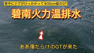 【衣浦湾】GT目視確認出来ました❗❗     碧南火力温排水❗