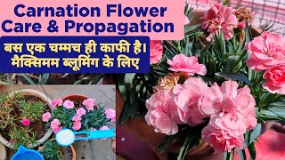 Growing Carnation \u0026 Tips For Maximum Flowers / Carnation Plant Care \u0026 Propagation / Grow And Care