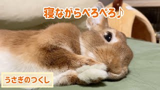 寝ながらおててをぺろぺろしちゃううさぎさん🐰