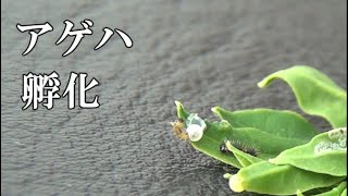 Hatching of the swallowtail