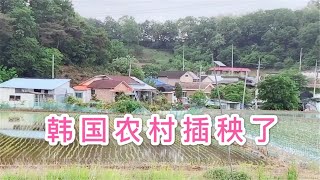 小胖一家人在韩国，妈妈去农村菜地摘菜，韩国农村已经插完秧了