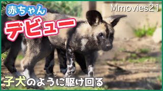 リカオンの赤ちゃん 展示場デビュー 子犬のように駆け回る~Babies African wild dog