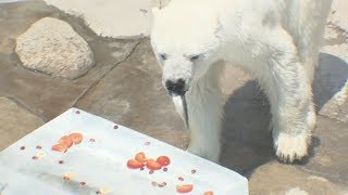 神戸の王子動物園　ホッキョクグマに氷のプレゼント