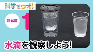 【自由研究】水滴を観察しよう！