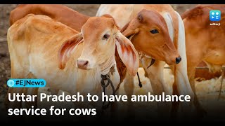 Uttar Pradesh set to roll out 'first in the country' ambulance service for cows