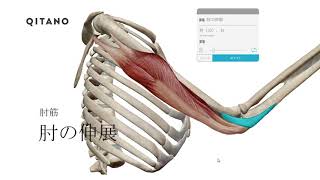 肘の伸展【#D19】（三頭筋、上腕三頭筋、肘筋）