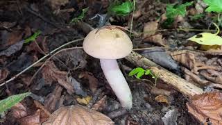 Leccinum holopus, September 16, 2022