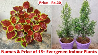 अपने Indoor Garden को रंगीन और हरा भरा रखने के लिए लगाइये इन 15+ पौधों को | Evergreen indoor plants