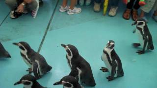 鳥羽水族館／ペンギンパレード＠ＨＤ