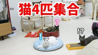 珍しく猫4匹全員集合しました！