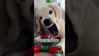 Dog Makes Scary Faces