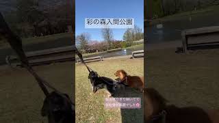 彩の森入間公園に行って来ました🚗#犬のいる生活 #犬とお出かけ #犬 #ダックス