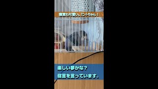 寝言をいっています。【おじいちゃんインコ　ミント】#shorts