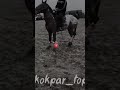 #Kazakhstan#Kokpar#Horse