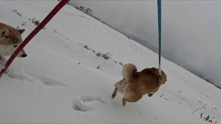 2025年2月8日(土) 雪深い地獄の狩り場へいざなう柴犬の習性