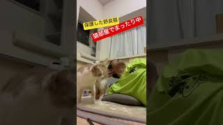 保護した野良猫 猫部屋でまったり！そして甘える！ #猫 #ねこ #cat #ネコ #野良猫 #保護猫 #元野良猫 #猫のいる暮らし #にゃんこ #shorts