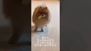 おっきいりんごが食べられない犬🐶#ポメラニアン#りんご#大好物#おもしろ動画