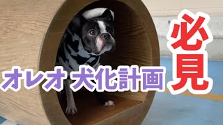 【まさかの反応⁉️】ドッグランで犬らしいことに挑戦したボストンテリア　@oreo_channel