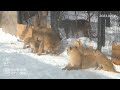 【旭山動物園】おてんば麗ちゃん🐱オリトぱぱの背中にピョーン！なかよし家族🦁オリトとイオと風麗糸🐯チラッとアムールトラ 2 6 asahiyama zoo lion orito family.