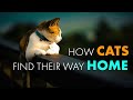 The Incredible Homing Instinct of Cats: Unlocking the Secrets of Feline Navigation