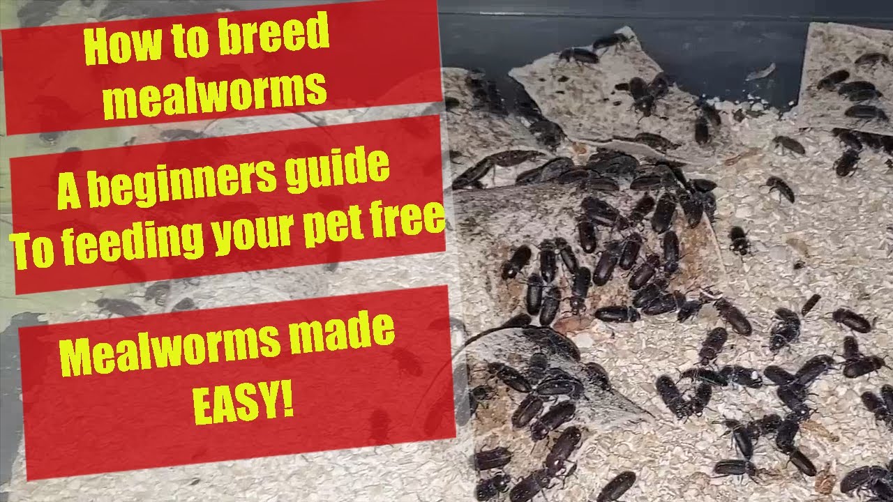 Mealworm Breeding Guide - How To Breed Mealworms - Easy Mealworm ...