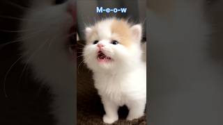KITTENS Meow