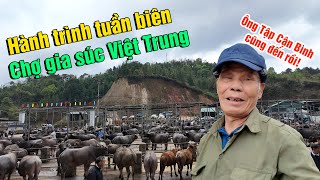 Thương lái Trung Quốc sang chợ này để mua hàng nghìn con trâu bò
