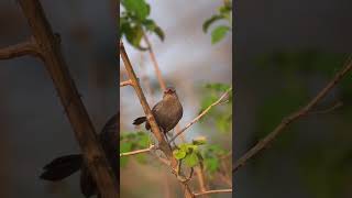 Common Blackbird