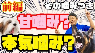 【犬のしつけ】甘噛みと本気噛みの違いが分からない飼い主さんへ 前編