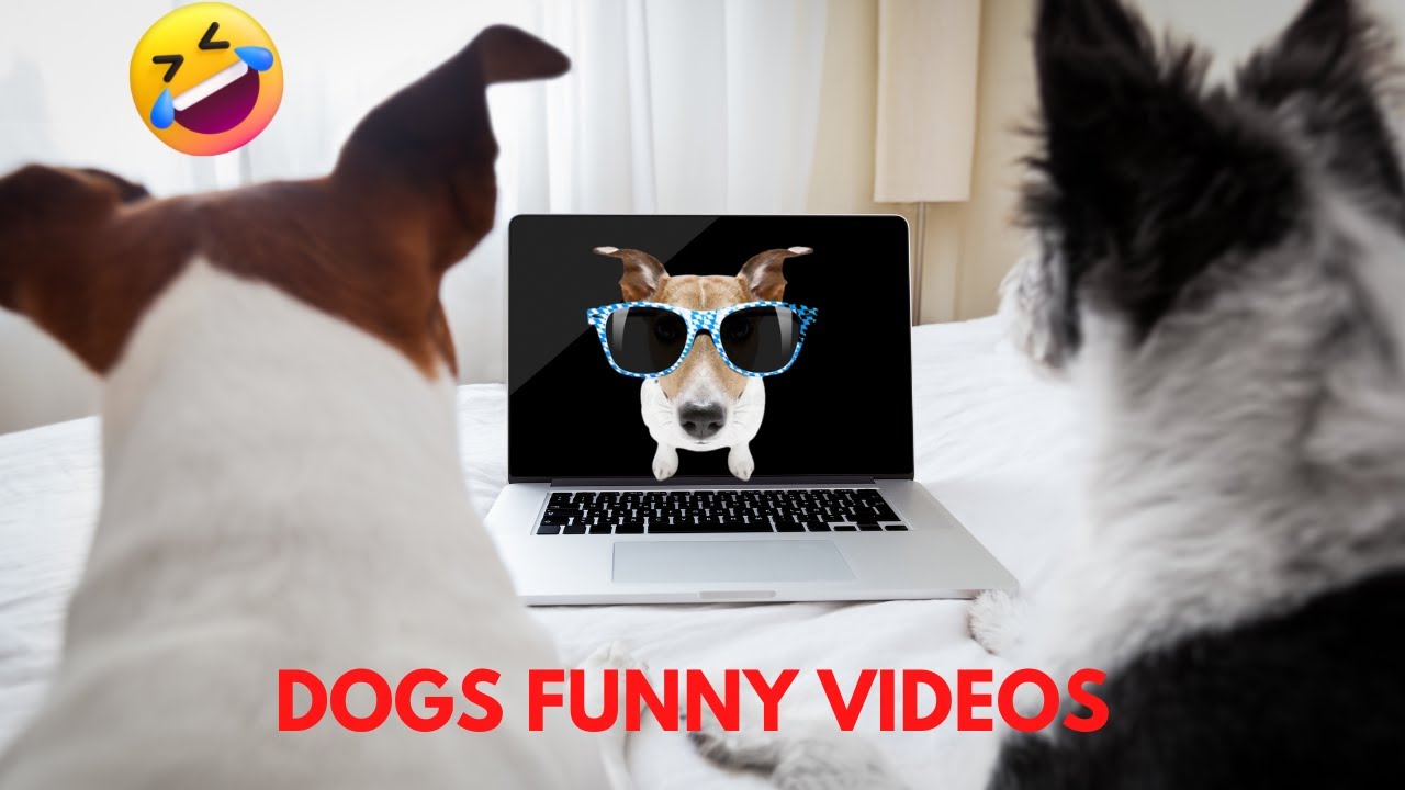 Most Funny Dog Compilation Video Youtube