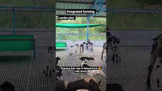 Lambs play #integrated #farming #practice #lamb #shortsfeed #subscribe #sheep #farming #farm#shorts