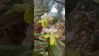 Dendrobium uniflorum hoa rất thơm và lâu tàn.