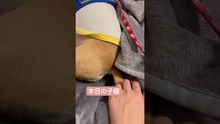 本日の子豚🐷おやすみなさい #vlog #フレブル #フレぺキ #ペキニーズ #dog