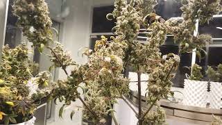 Thai Weed - THE DISPENSARY Sukhumvit