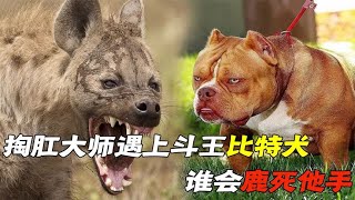 斗犬之王比特犬，单挑掏肛大师鬣狗，谁会更胜一筹？  #动物世界 #自然传奇 #大自然 #動物 #動物故事 #野生動物 #動物反殺 #万物有光